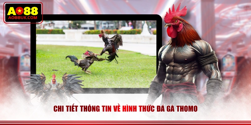 Chi tiết thông tin về hình thức đá gà Thomo 