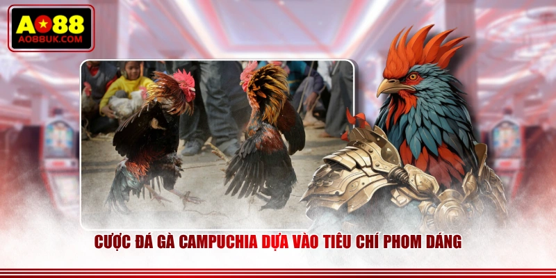 Cược đá gà Campuchia dựa vào tiêu chí phom dáng