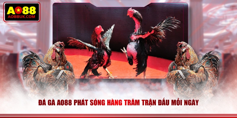 Đá Gà AO88 phát sóng hàng trăm trận đấu mỗi ngày