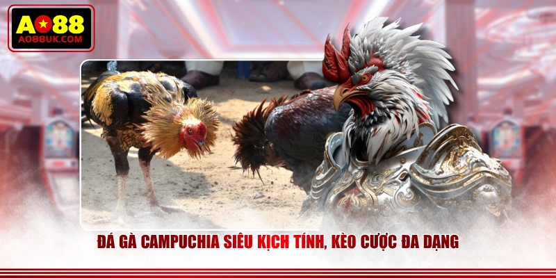 Đá gà Campuchia siêu kịch tính, kèo cược đa dạng