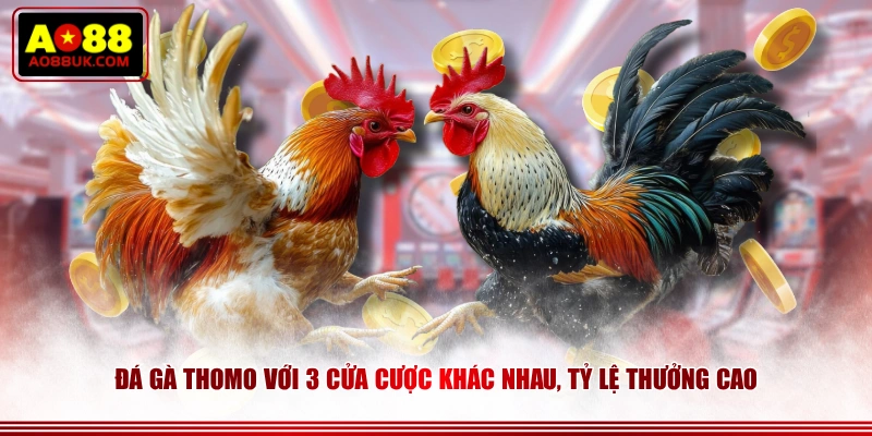 Đá gà Thomo với 3 cửa cược khác nhau, tỷ lệ thưởng cao
