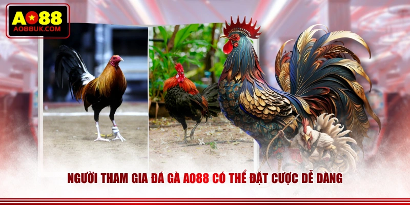 Người tham gia Đá Gà AO88 có thể đặt cược dễ dàng