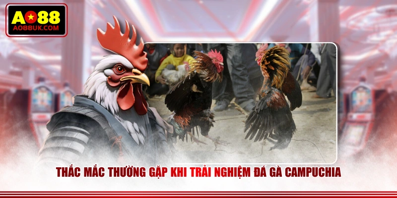 Thắc mắc thường gặp khi trải nghiệm đá gà Campuchia